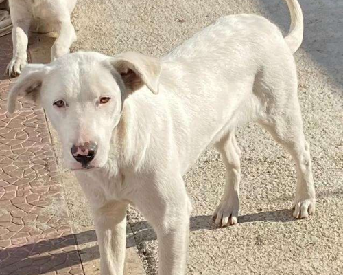 Adotta un cane, taglia grande, femmina, Roma