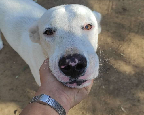 Adotta un cane, femmina, 3 anni  e 10 mesi , Roma