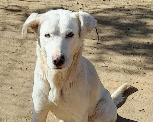 Vuoi adottare un cane a Roma?