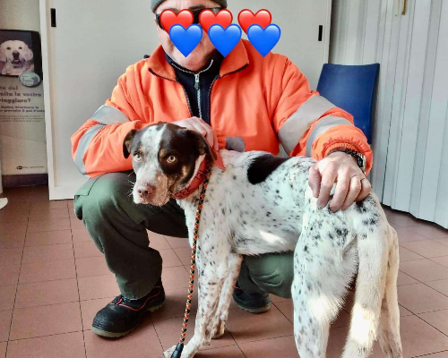 Adotta un cane, maschio, 4 anni , Bologna