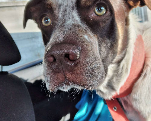 Adotta il cane JOAO a Bologna