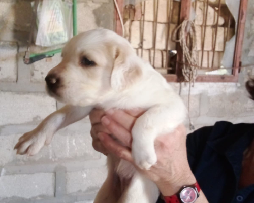 Adozione cane, maschio, meticcio, 3 anni, taglia grande, Siracusa