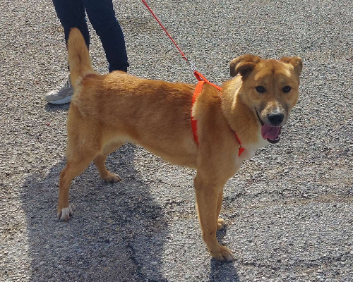 Adotta un cane, taglia media, femmina, Varese