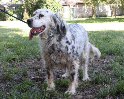 Adotta un cane, taglia media, femmina, Milano