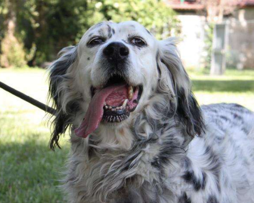 Adotta un cane, femmina, 12 anni e 9 mesi, Milano