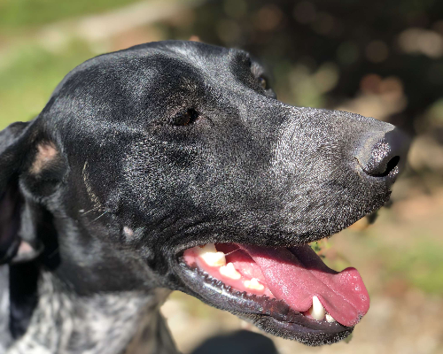 Vuoi adottare un cane a Bari?