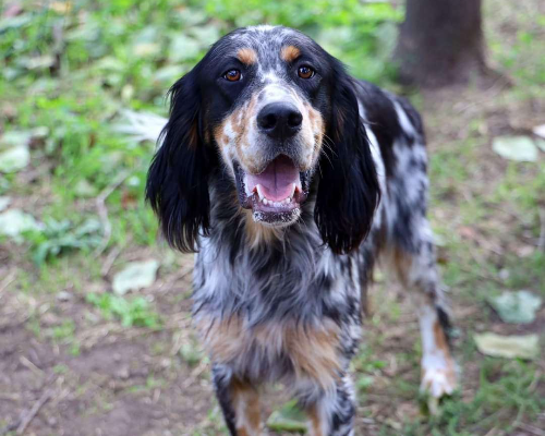 Adozione cane, maschio, Setter Inglese, 6 anni e 3 mesi, taglia media, Napoli