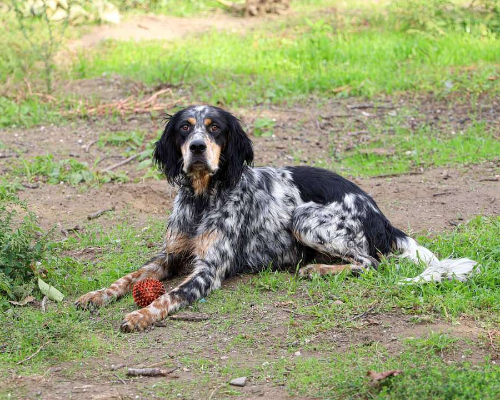 Adotta un cane, maschio, 6 anni e 3 mesi, Napoli
