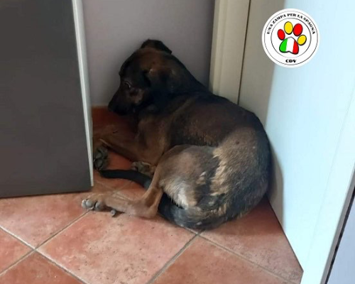 Vuoi adottare un cane a Como?