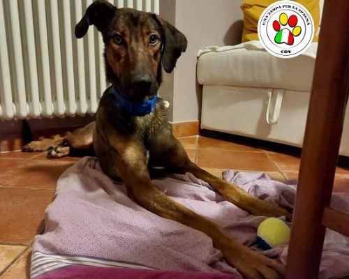 Adozione cane, maschio, meticcio, 3 anni e 1 mese, taglia media, Como