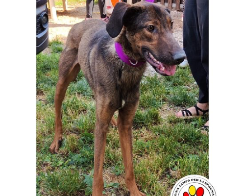 Adotta un cane, maschio, 3 anni e 1 mese, Como