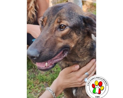 Adotta un cane, taglia media, maschio, Como
