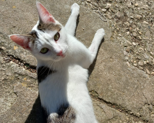 Adozione gatto, femmina, meticcio, 3 anni e 2 mesi, taglia non valida, Chieti