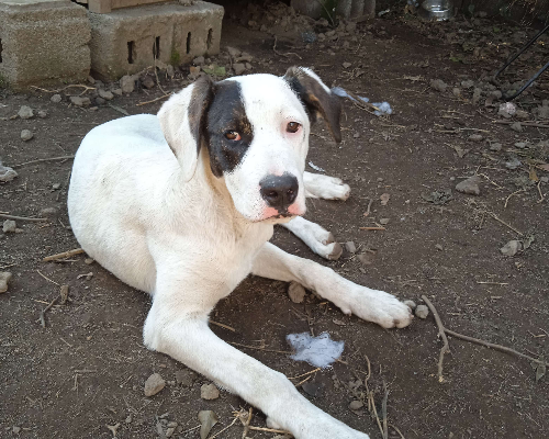 Adotta un cane, femmina, 2 anni  e 10 mesi , Catania