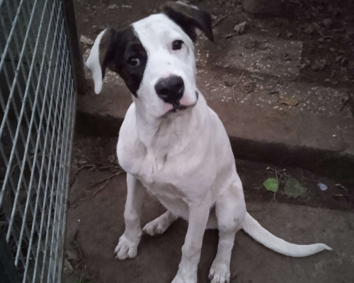 Adotta un cane, taglia media, femmina, Catania
