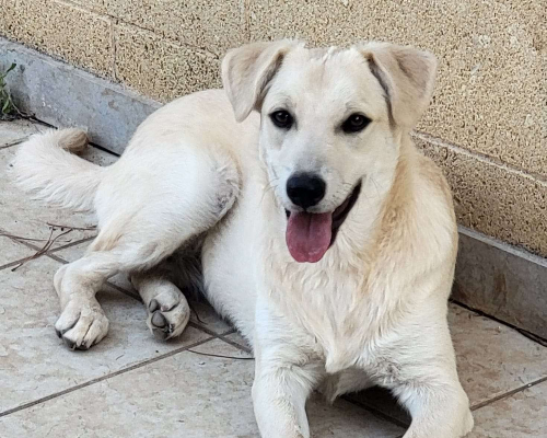 Adotta un cane, taglia media, femmina, Bari