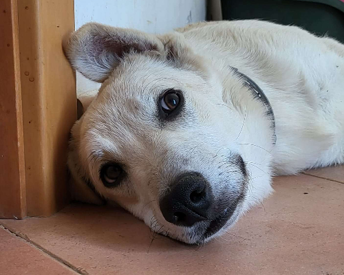 Foto dell'animale