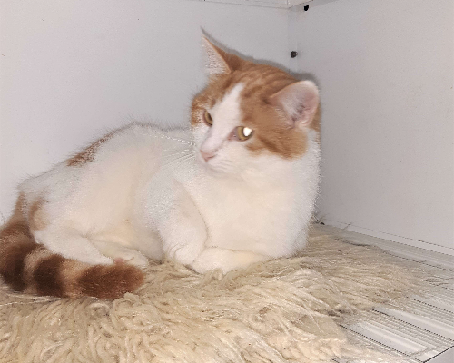 Adotta un gatto, femmina, 4 anni e 9 mesi, Bologna