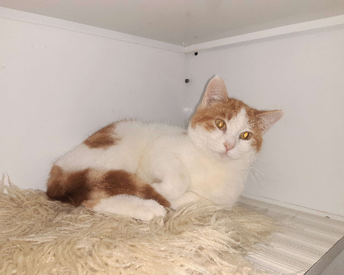 Adotta un gatto, taglia non valida, femmina, Bologna