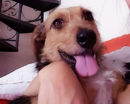 Adotta un cane, taglia gigante, femmina, Catania