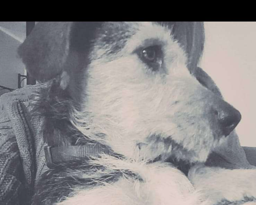 Vuoi adottare un cane a Catania?