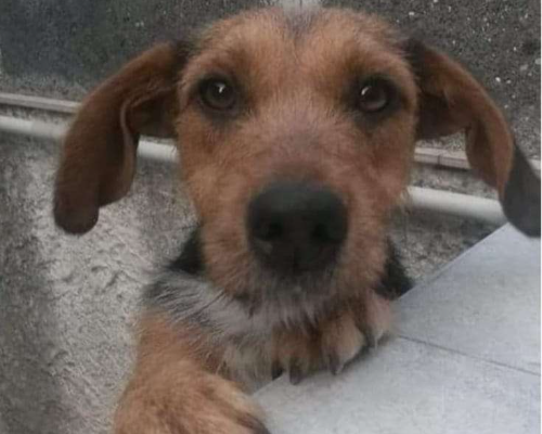 Adotta un cane, femmina, 10 anni  e 1 mese, Catania