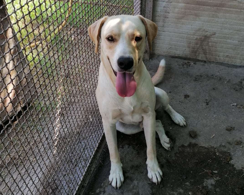 Adotta un cane, maschio, 6 anni  e 4 mesi , Napoli