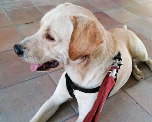 Adotta un cane, taglia grande, maschio, Napoli