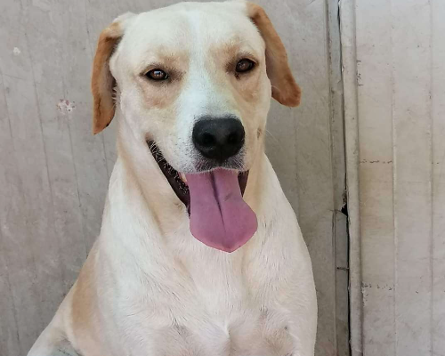 Adotta il cane Athos a Napoli