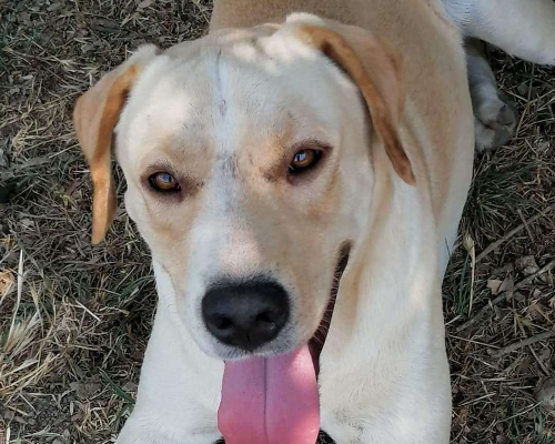 Vuoi adottare un cane a Napoli?