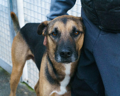 Foto dell'animale