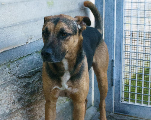 Adotta un cane, maschio, 6 anni  e 4 mesi , Bari