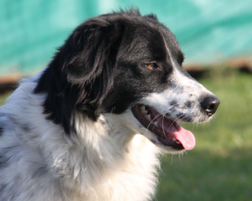 Vuoi adottare un cane a Milano?