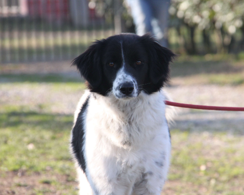 Adotta il cane MARA a Milano