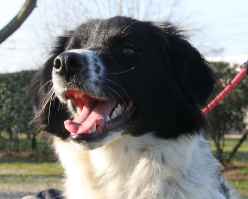 Adotta un cane, taglia media contenuta, femmina, Milano
