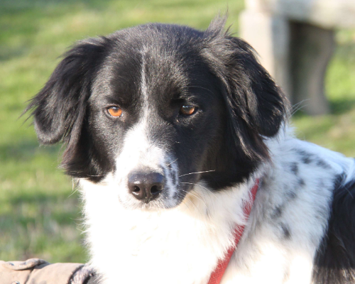 Adotta un cane, femmina, 4 anni e 1 mese, Milano