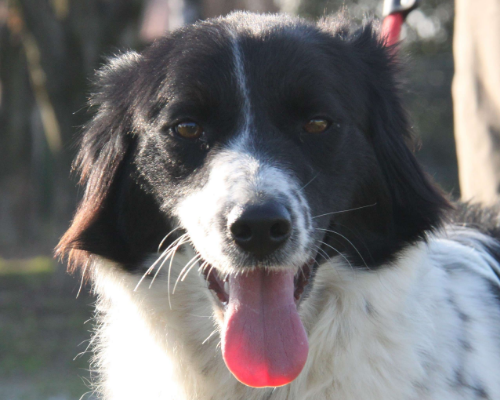 Adozione cane, femmina, Setter Inglese, 4 anni e 1 mese, taglia media contenuta, Milano
