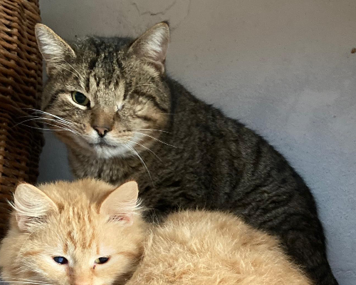 Adotta un gatto, maschio, 8 anni  e 2 mesi , Sud