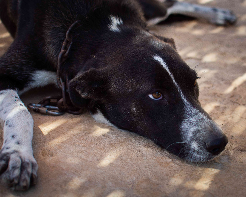 Adotta un cane, taglia media, femmina, Milano