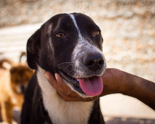 Adotta un cane, femmina, 5 anni e 11 mesi, Milano