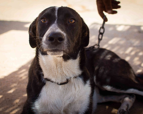 Adozione cane, femmina, meticcio, 5 anni e 11 mesi, taglia media, Milano