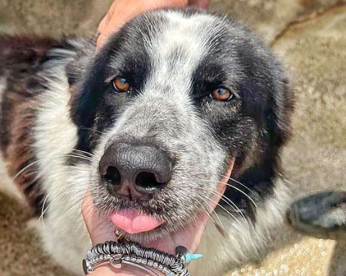 Adozione cane, maschio, meticcio, 4 anni e 2 mesi, taglia media, Crotone