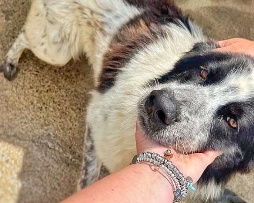 Adotta un cane, taglia media, maschio, Crotone