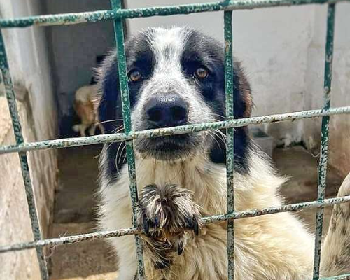 Adotta un cane, maschio, 4 anni e 2 mesi, Crotone