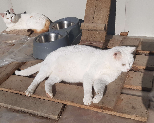 Adotta un gatto, taglia non valida, maschio, Bologna
