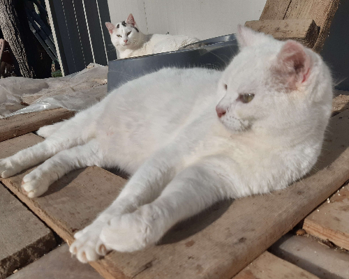Adotta un gatto, maschio, 6 anni  e 2 mesi , Bologna