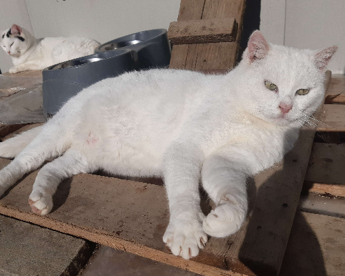 Vuoi adottare un gatto a Bologna?