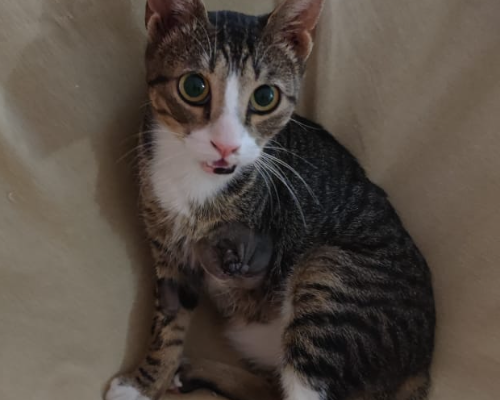 Adotta un gatto, maschio, 3 anni  e 4 mesi , Bologna