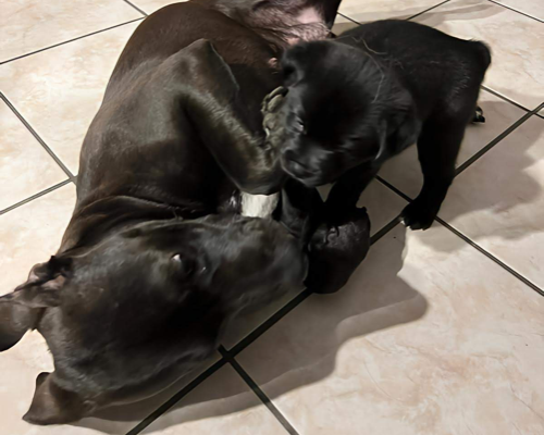 Adotta il cane Pedrina a Frosinone