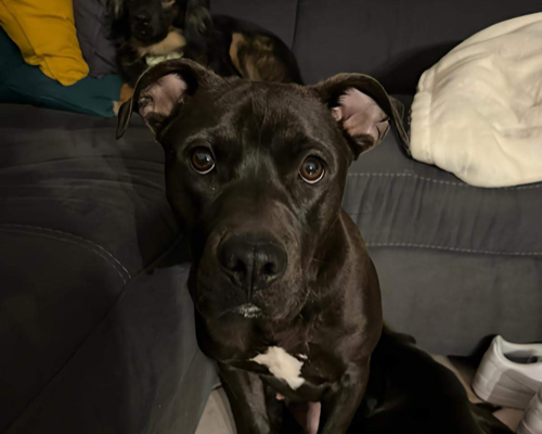 Adozione cane, femmina, Pitbull, 3 anni e 8 mesi, taglia media, Frosinone